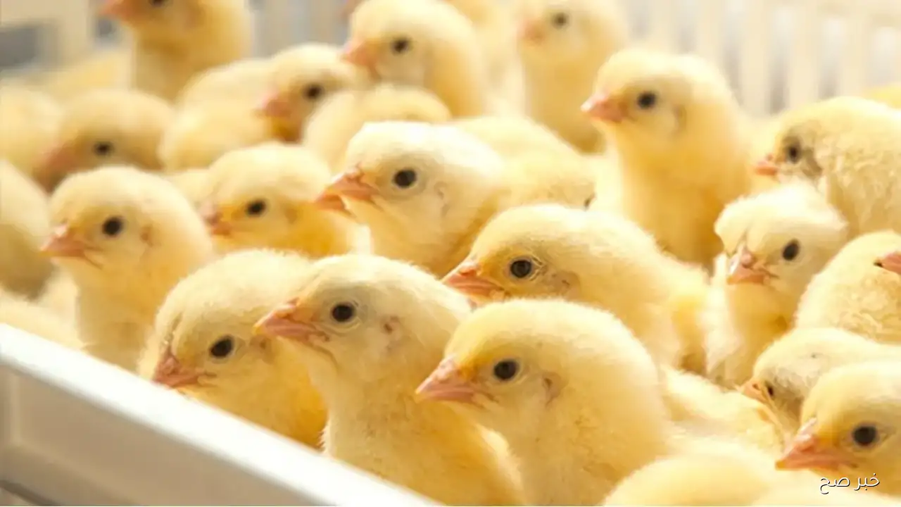 سعر الكتكوت الأبيض اليوم عمر يوم في بورصة الدواجن والشركات.. استقرار ملحوظ في الأسواق