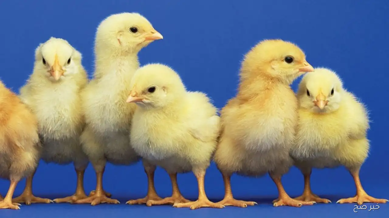 تراجع سعر الكتكوت الابيض اليوم الثلاثاء 16 سبتمبر 2025 بالاسواق المحلية بمنتصف التعاملات