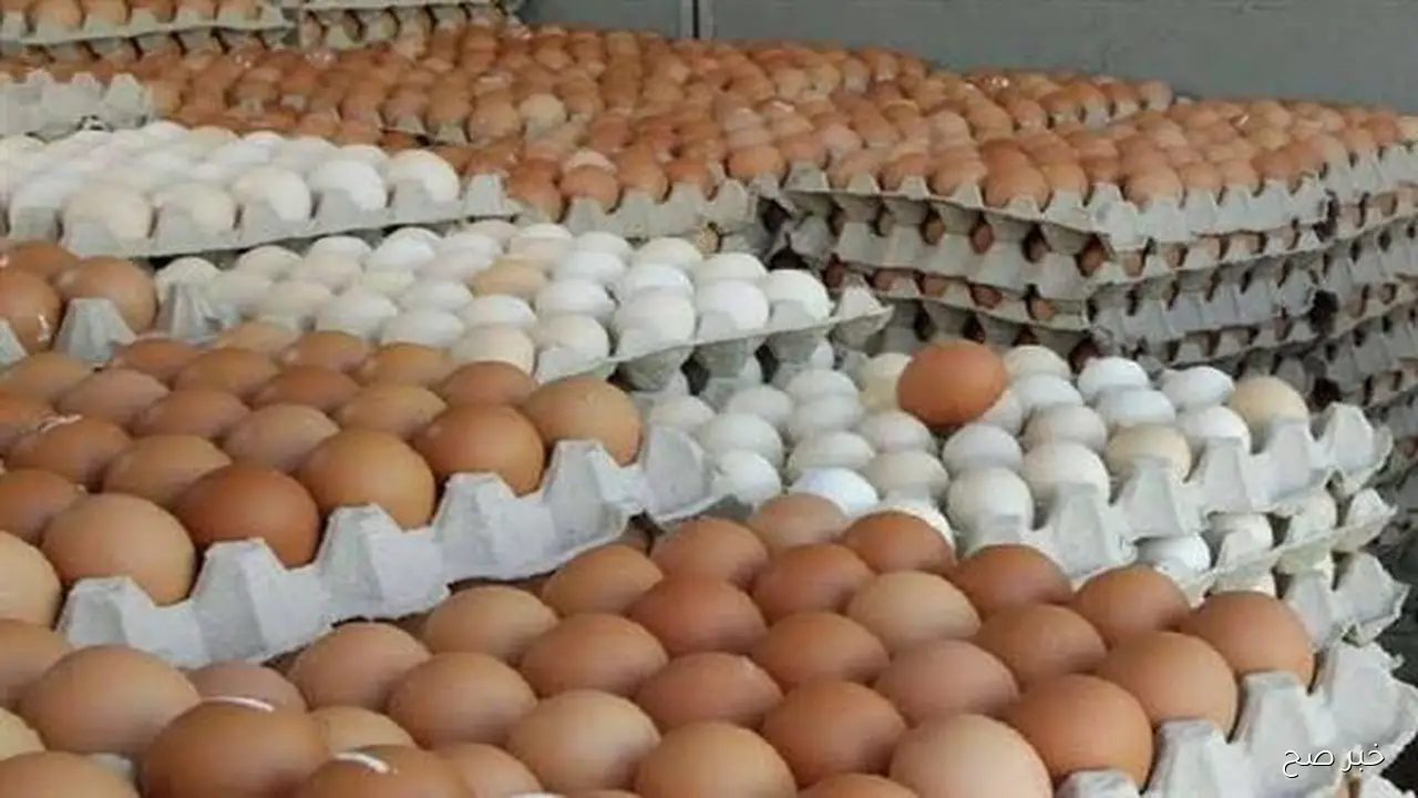 بكام انهاردة؟.. سعر كرتونة البيض البلدي اليوم الاثنين 22 سبتمبر 2025 بكافة الاسواق المصرية