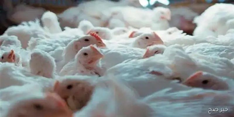 استقرار تام.. بورصة الدواجن اليوم أسعار الفراخ البيضاء بتاريخ 7 سبتمبر 2025 للمستهلك في منتصف التعاملات