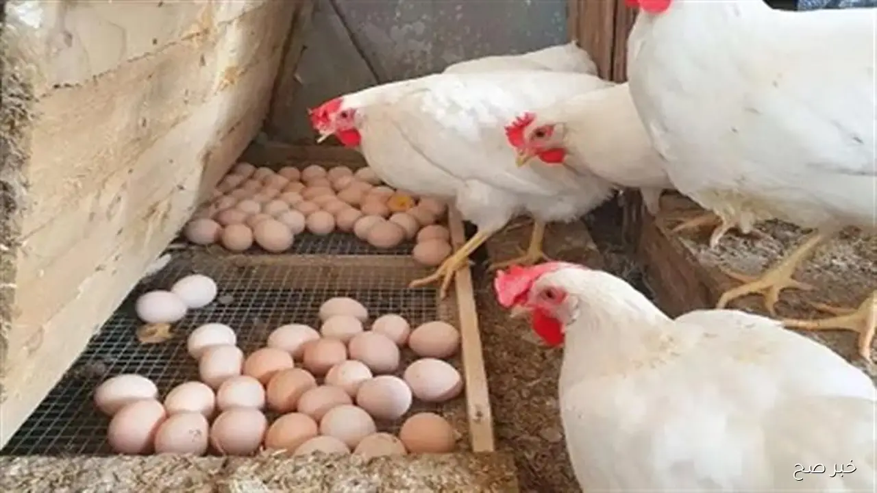 ارتفاع أسعار الفراخ البيضاء اليوم الثلاثاء 30-9-2025 في بورصة الدواجن والاسواق المحلية