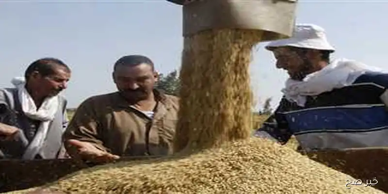 الطن بكام؟.. سعر الأرز الشعير اليوم الاربعاء 3 سبتمبر 2025 بجميع الاسواق المحلية