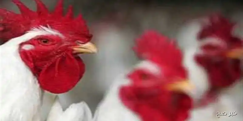 بورصة الدواجن اليوم أسعار الفراخ البيضاء الاربعاء 3 سبتمبر 2025 للمستهلك في ختام التعاملات