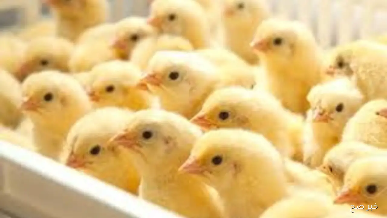 استقرار بورصة الدواجن اليوم أسعار الفراخ البيضاء والكتاكيت الأثنين 22/ 9/ 2025 في مصر