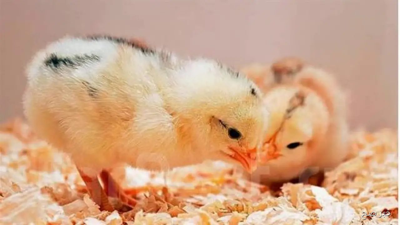 استقرار سعر الكتكوت الابيض اليوم الجمعة 19 سبتمبر 2025 بالاسواق المحلية بختام التعاملات