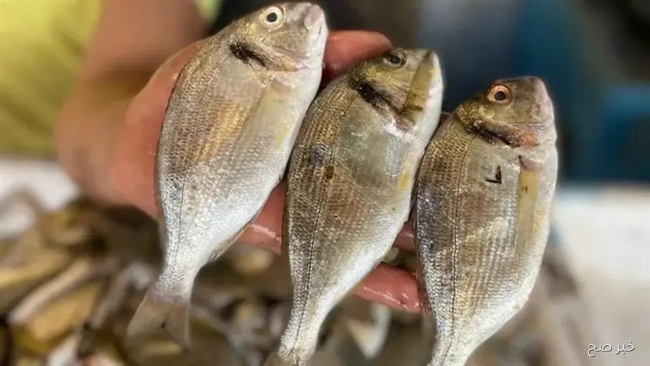 قائمة اسعار السمك اليوم الخميس 18-9-2025 داخل سوق العبور للجملة ..البلطي وصل لـ 78 جنيها