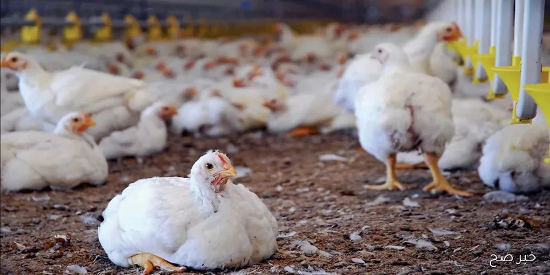 بورصة الدواجن اليوم الإثنين 1 سبتمبر 2025 أسعار الفراخ البيضاء والبلدي والساسو الآن