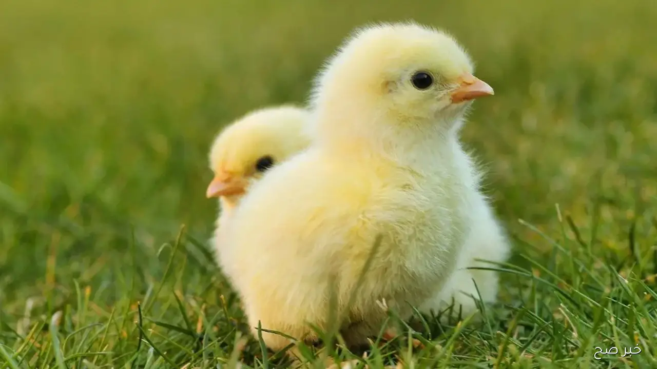 قفزة جديدة في سعر الكتكوت الأبيض اليوم في جميع الشركات.. 5 عوامل تفسر الزيادة المفاجئة