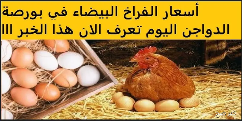 بورصة الدواجن اليوم: ارتفاع كبير في أسعار الفراخ البيضاء بالمزارع والأسواق