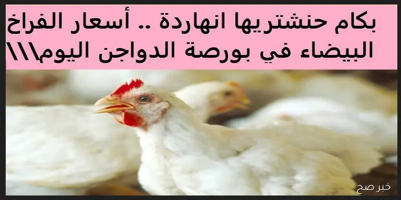استقرار نادر في أسعار الفراخ البيضاء.. بورصة الدواجن اليوم تفاجئ الجميع