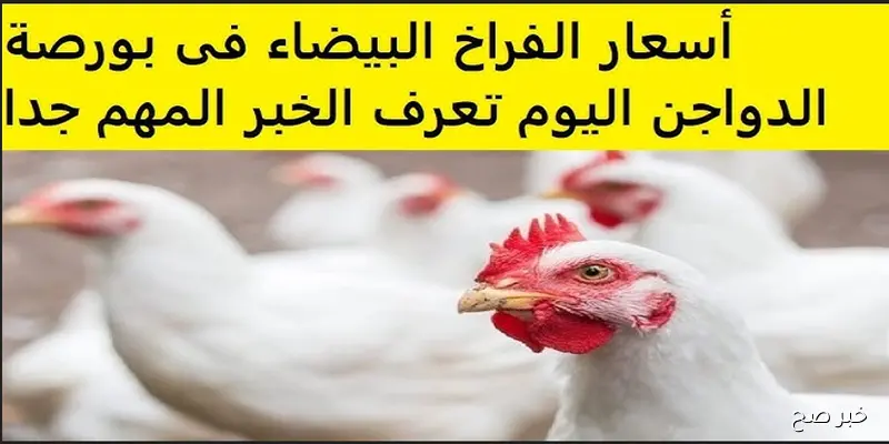 الآن.. أسعار الفراخ البيضاء في بورصة الدواجن اليوم وموعد انخفاض الأسعار