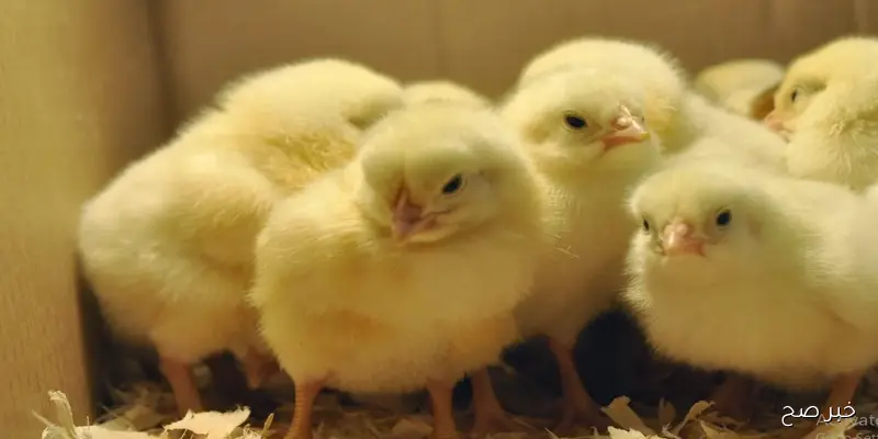 ارتفاع سعر الكتكوت الأبيض اليوم في مصر.. بين زيادة الطلب وارتفاع تكاليف الأعلاف
