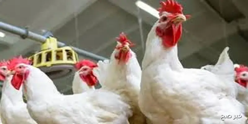 بورصة الدواجن اليوم اسعار الفراخ الخميس 11 سبتمبر 202 والأسواق والمحال التجارية