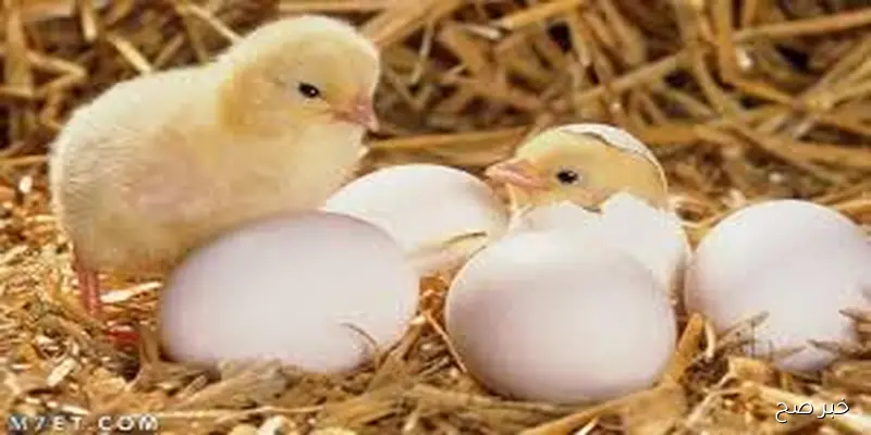 سعر الكتكوت الابيض اليوم الخميس 11 سبتمبر 2025 وفق آخر تحديث صادر عن الشعبة الرئيسية للدواجن