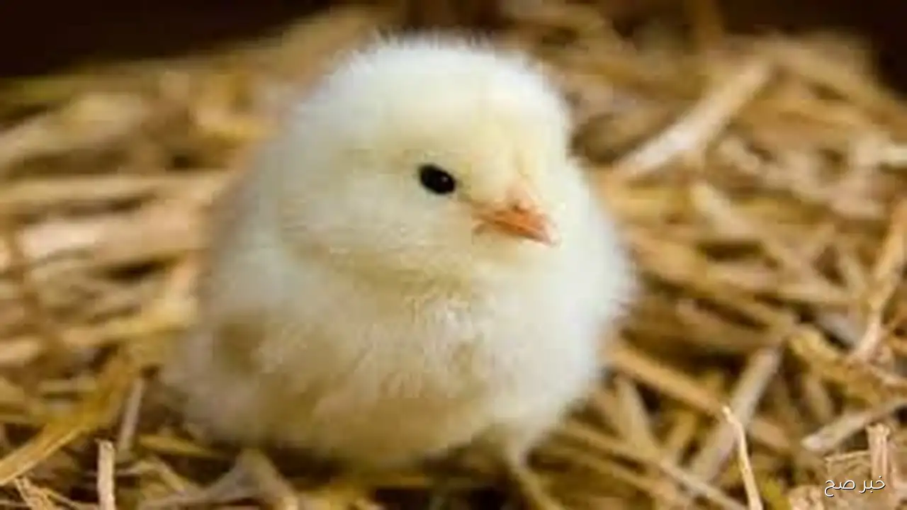 سعر الكتكوت الأبيض اليوم عمر يوم السبت 13 سبتمبر 2025 وفق آخر تحديث صادر عن الشعبة الرئيسية للدواجن