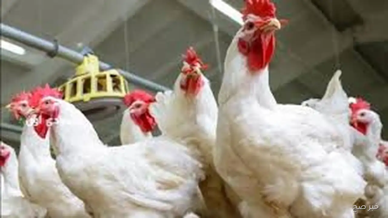 استقرار بورصة الدواجن اليوم اسعار الفراخ البيضاء الخميس اليوم 18 سبتمبر 2025 وفق آحر تحديث