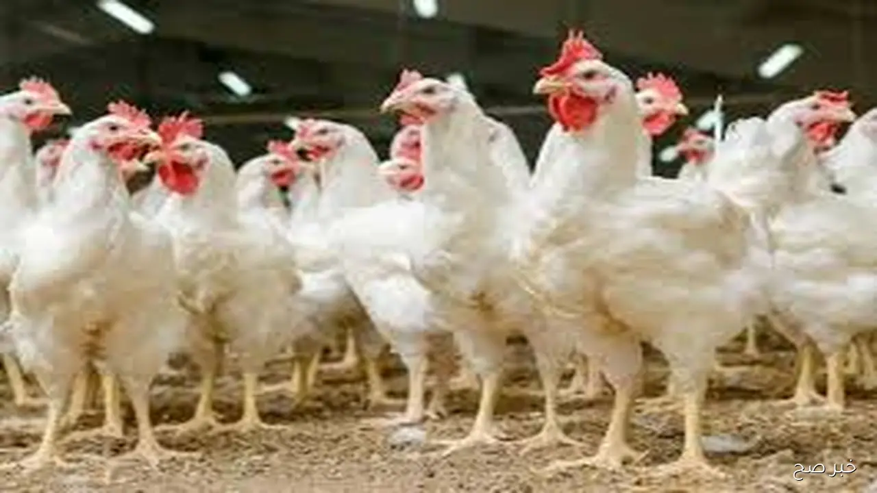 بورصة الدواجن اليوم اسعار الفراخ البيضاء السبت الموافق 20 سبتمبر الجاري وفق آخر تحديث
