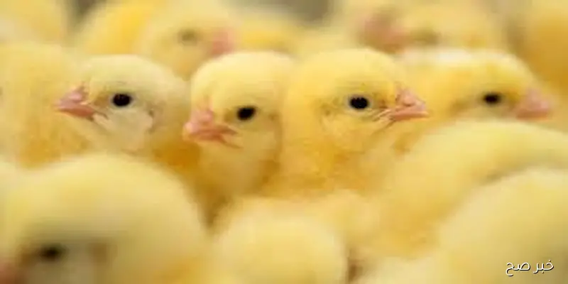 الصغنون بكام؟.. سعر الكتكوت الابيض اليوم الاحد 7 سبتمبر 2025 بالاسواق وجميع الشركات