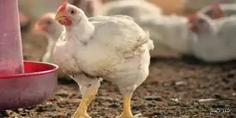 تراجع طفيف في بورصة الدواجن اليوم اسعار الفراخ البيضاء الثلاثاء 9 سبتمبر 2025 بالأسواق والمحال التجارية