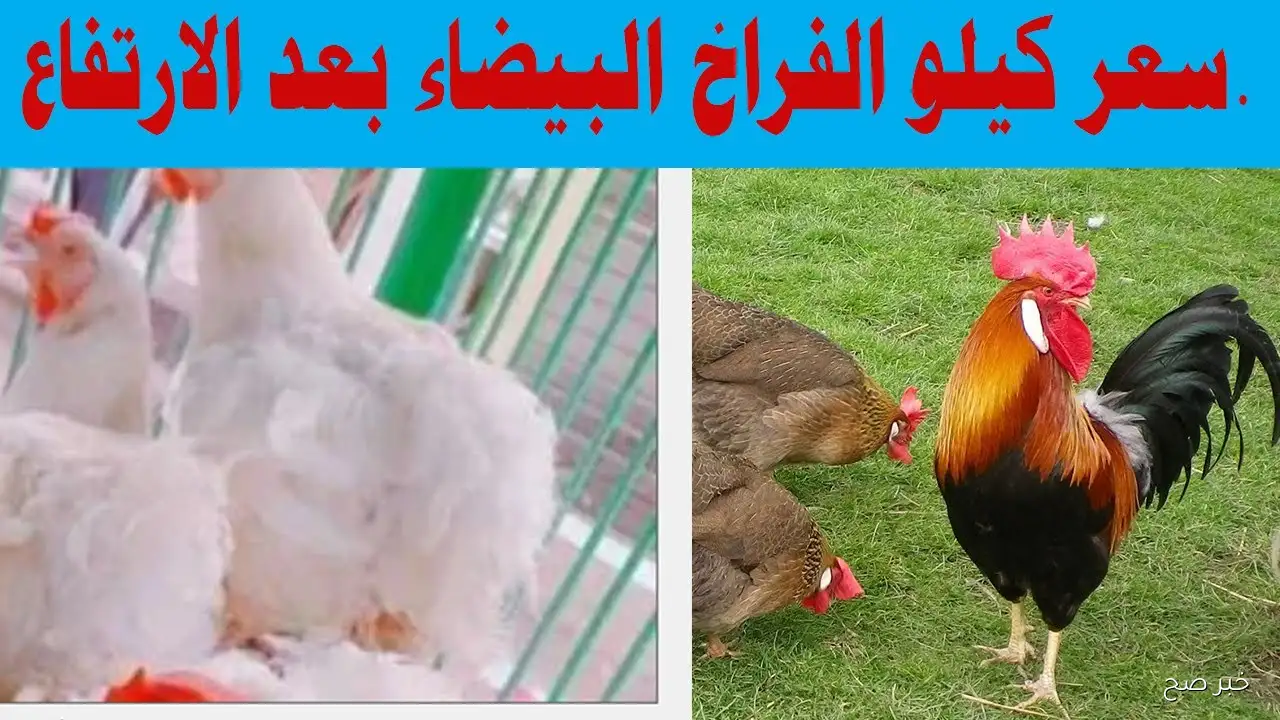 قفزة جديدة في أسعار الفراخ البيضاء ببورصة الدواجن اليوم في مصر.. الأسباب والعوامل المؤثرة