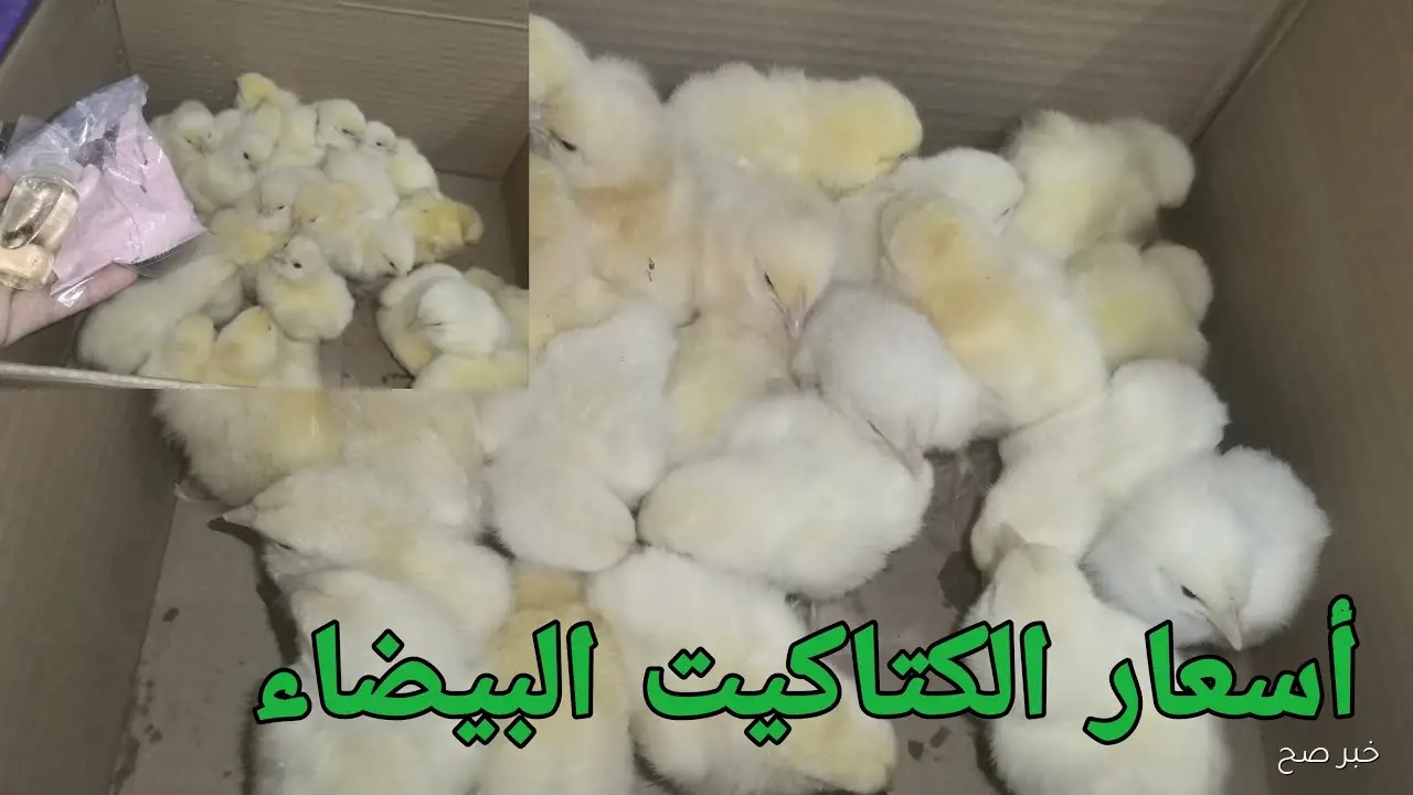 هبوط جديد.. سعر الكتكوت الأبيض اليوم عمر يوم الاثنين 22-9-2025 للمستهلك في مصر