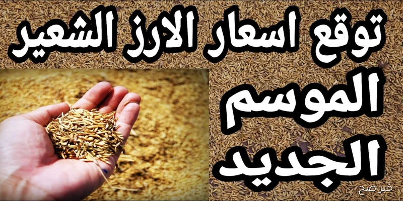 سعر الأرز الشعير الآن 2025 الخميس 4/ 9/ 2025 بجميع الأسواق المحلية