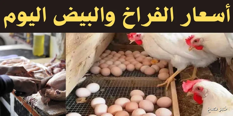 ارتفاع سعر البيض الأحمر اليوم في بورصة الدواجن الرئيسية.. الأسباب والتأثيرات وتوقعات السوق