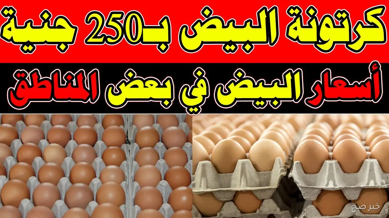 آخر تحديث.. سعر كرتونة البيض اليوم الجمعة 26-9-2025 في مصر