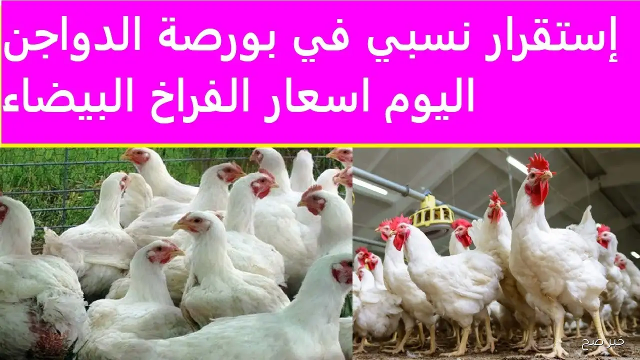 بورصة الدواجن اليوم تخرج عن السيطرة.. وأسعار الفراخ البيضاء أغلى من أي وقت