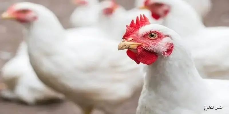 تابع الأسعار يوميا.. بورصة الدواجن اليوم وتوقعات بشأن الاسعار القادمة و