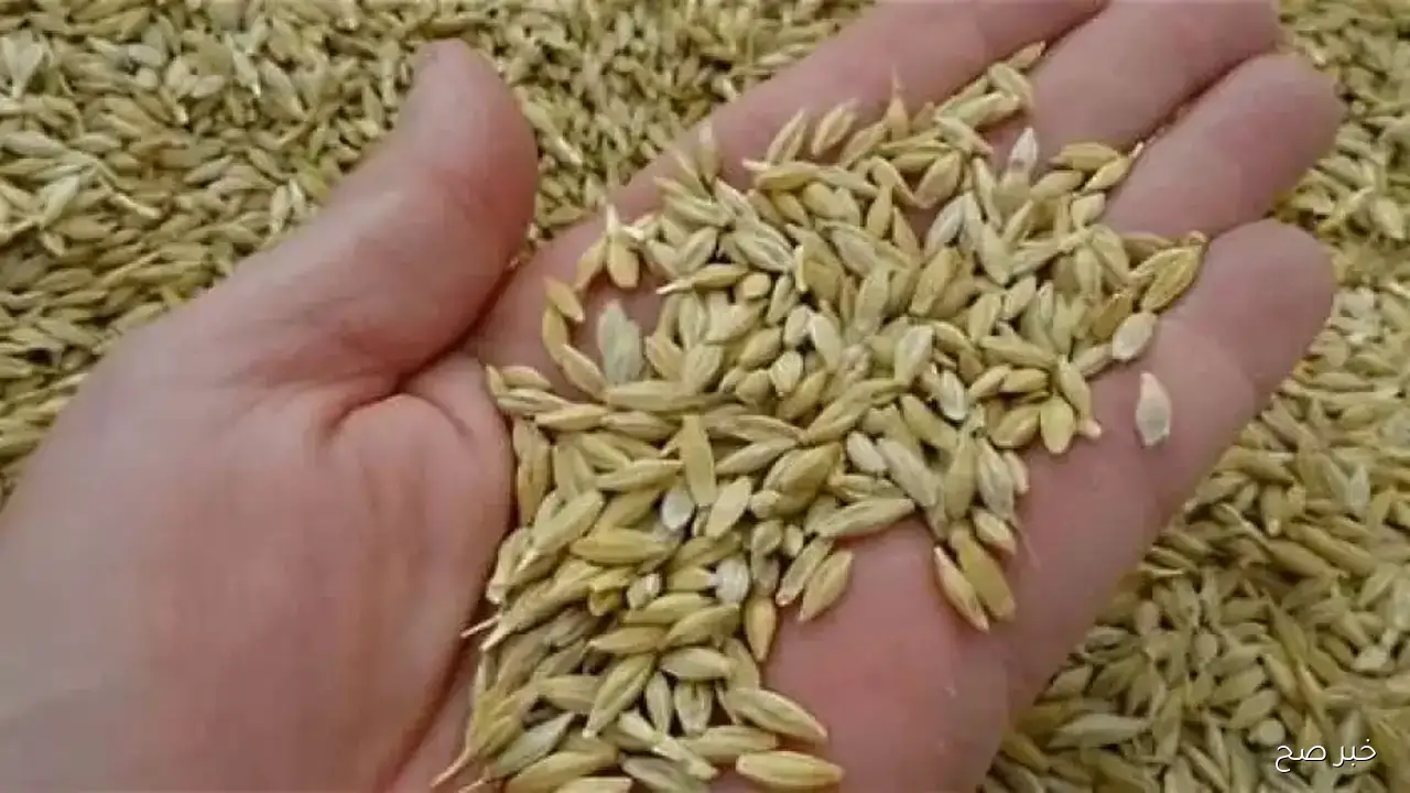 وصل لكام؟.. سعر طن الأرز الشعير اليوم الجمعة 19 سبتمبر 2025 بكافة الأسواق المصرية