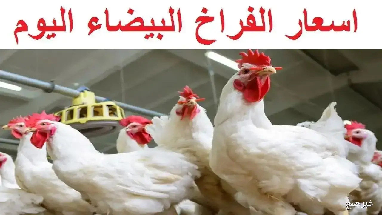 أسعار الفراخ البيضاء اليوم الآن في الأسواق.. استقرار نسبي أم ارتفاع جديد؟