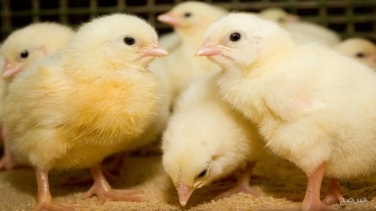 اسعار الكتاكيت اليوم الاربعاء 24 سبتمبر 2025 في الأسواق والمزارع