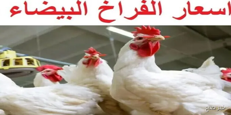 بورصة الدواجن اليوم أسعار الفراخ البيضاء بتاريخ 6\9\2025 .. إستقرار الأسعار بشكل تام