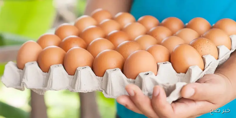 آخر تحديث.. اسعار البيض اليوم الاثنين 8-9-2025 للمستهلك في مصر