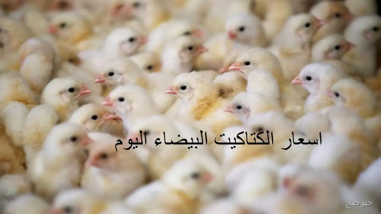 كم وصل؟.. سعر الكتكوت الأبيض اليوم عمر يوم في بورصة الكتاكيت الإثنين 1 سبتمبر 2025