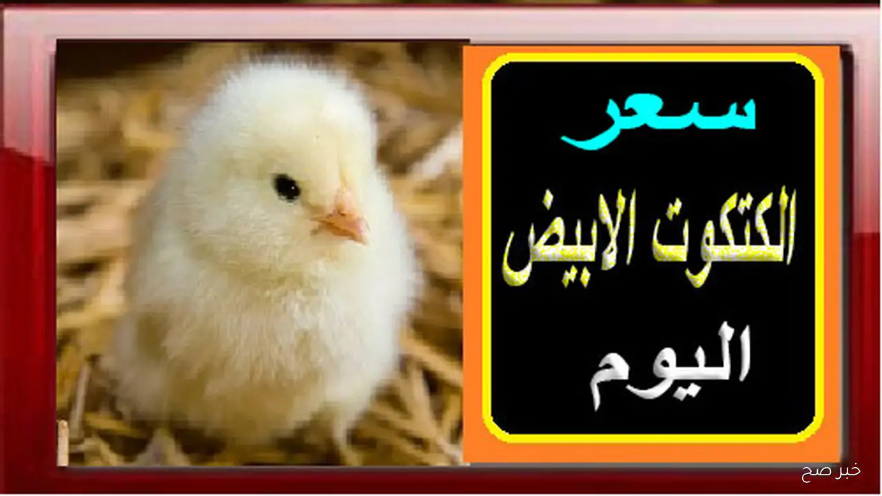 عمر يوم بكام؟.. سعر الكتكوت الابيض اليوم الاحد 2025/9/14 بالاسواق المحلية في ختام التعاملات