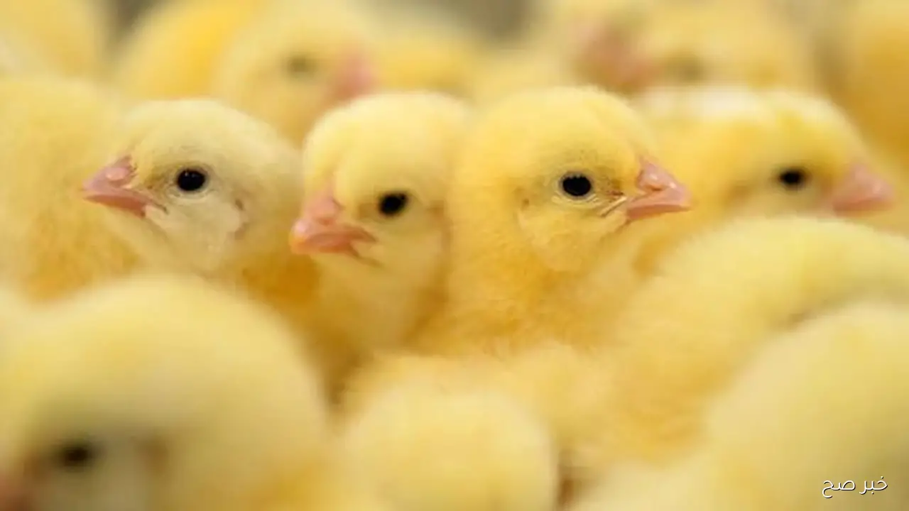 سعر الكتكوت الابيض اليوم الاحد 19 اكتوبر 2025 بالاسواق المحلية بآخر تحديث