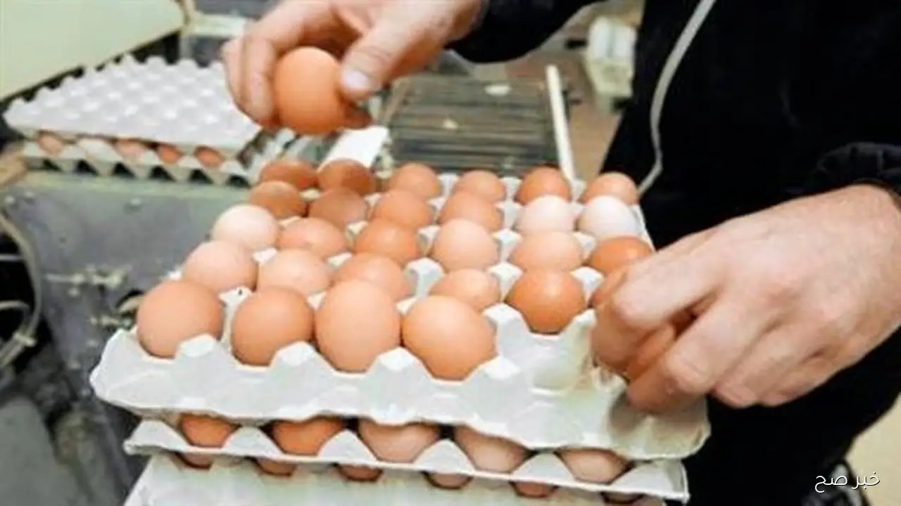 “الابيض والاحمر”.. سعر كرتونة البيض اليوم الخميس 23 اكتوبر 2025 للمستهلك بالاسواق المحلية