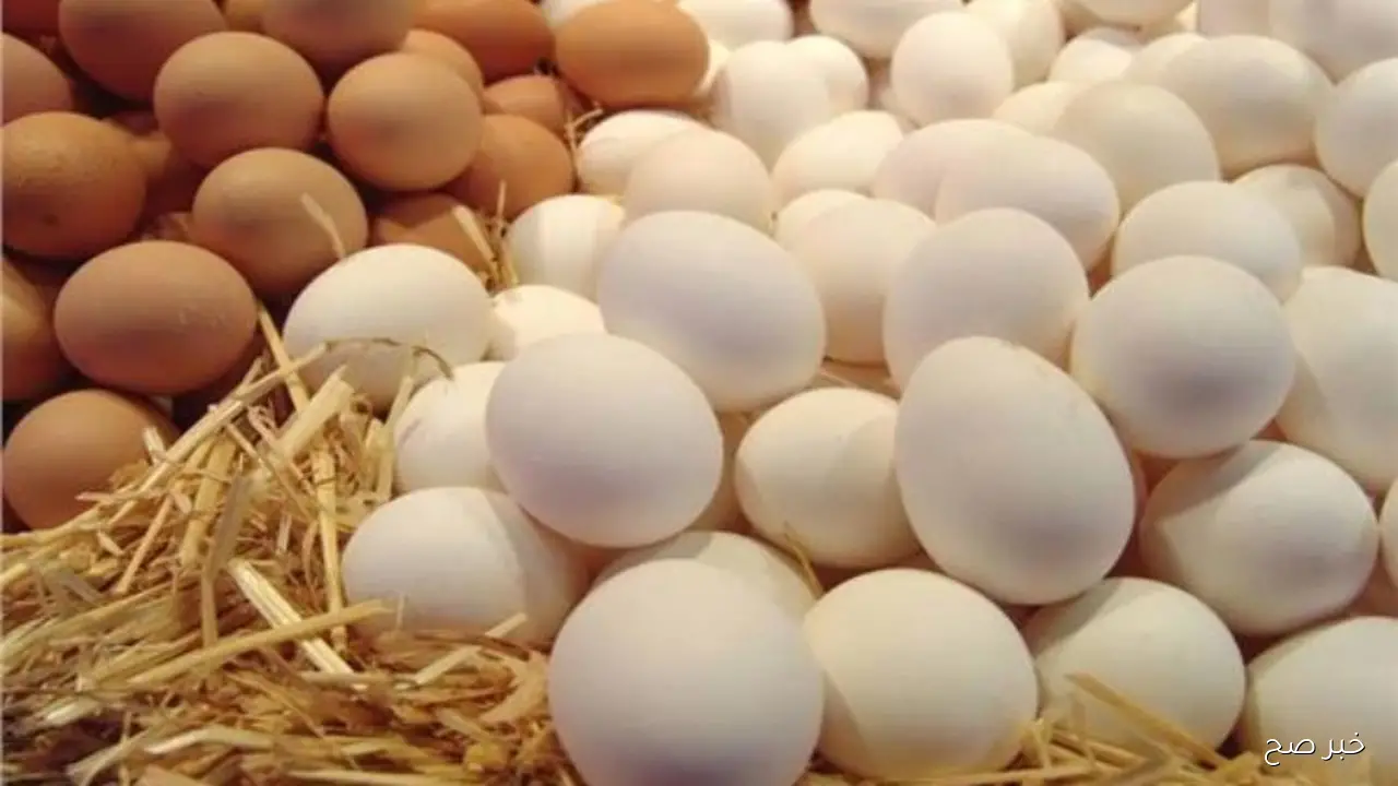 جمله وقطاعي.. سعر كرتونه البيض اليوم الخميس 9 اكتوبر 2025 وفق آخر تحديث بختام التعاملات