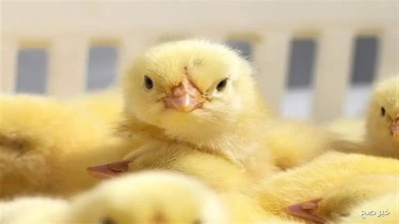 سعر الكتكوت الابيض اليوم السبت 4 اكتوبر 2025 وفق آخر تحديث لحركة البيع والشراء داخل المزارع والشركات المنتجة