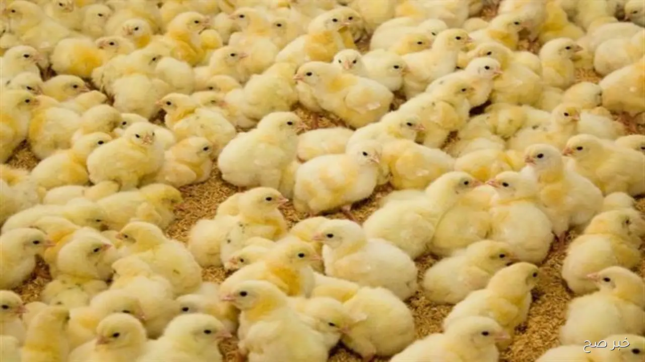 استقرار ام ارتفاع.. سعر الكتكوت الابيض اليوم الخميس 2 اكتوبر 2025 في الاسواق المحلية