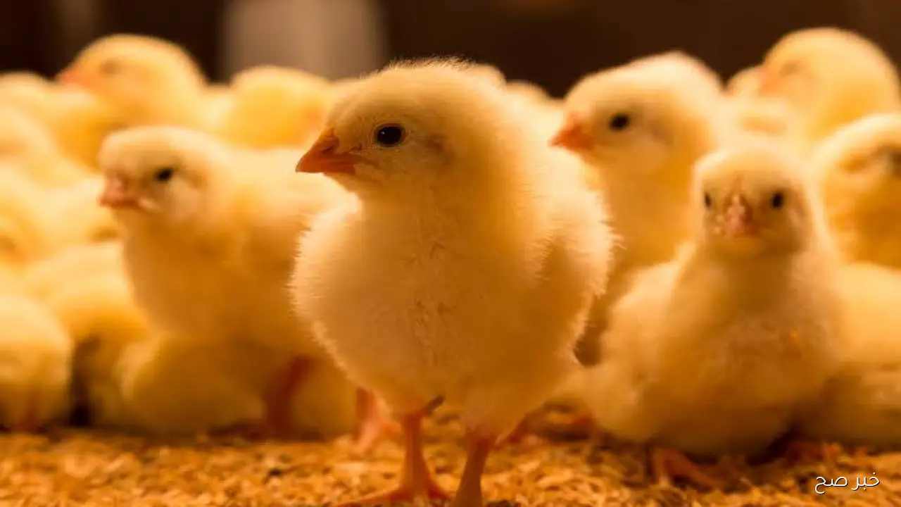 ارتفاع سعر الكتكوت الأبيض اليوم عمر يوم في بورصة الدواجن والأسواق المصرية