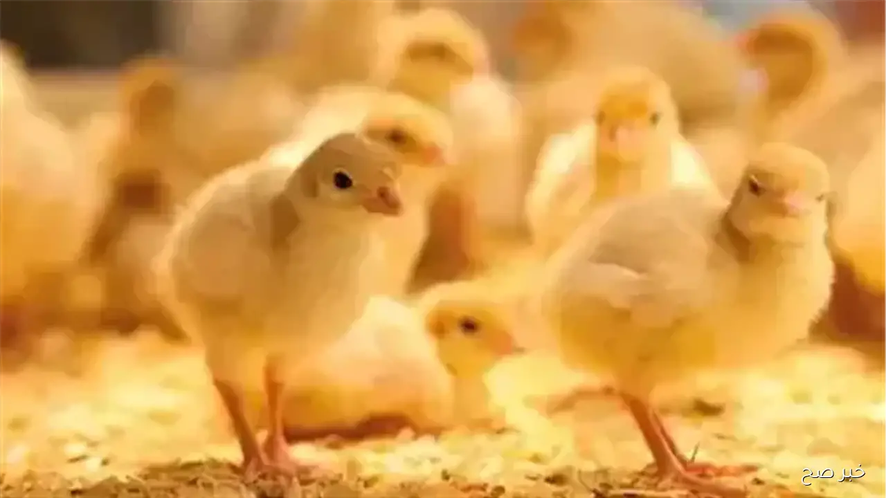 سعر الكتكوت الابيض اليوم الاربعاء 8 اكتوبر 2025 في الاسواق المحلية والبورصة وفق آخر تحديث