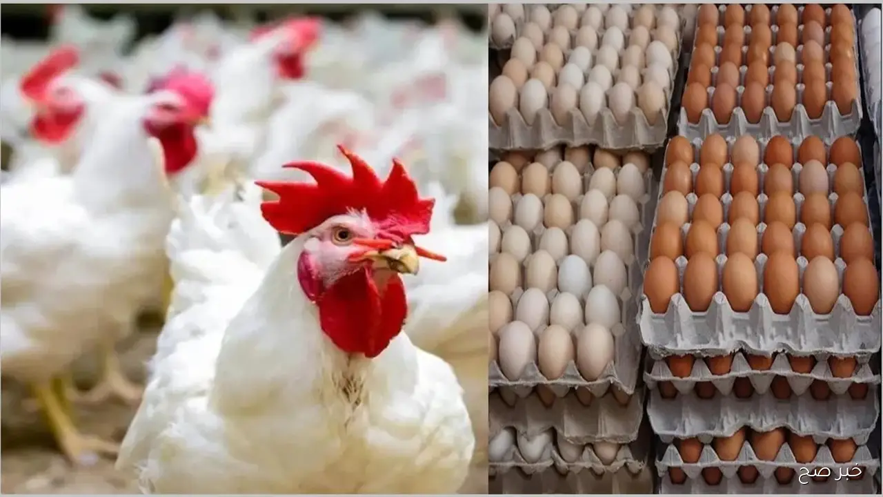 ارتفاع بورصة الدواجن اليوم أسعار الفراخ البيضاء الثلاثاء 28 أكتوبر 2025.. قفزة جديدة تشعل الاسواق