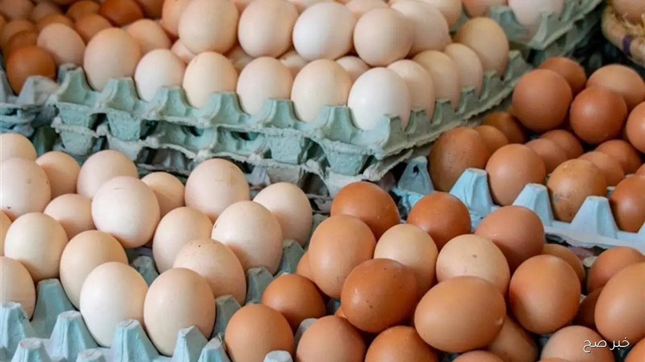 سعر كرتونة البيض اليوم للمستهلك الاربعاء 22/ 10/ 2025 في جميع الاسواق المحلية