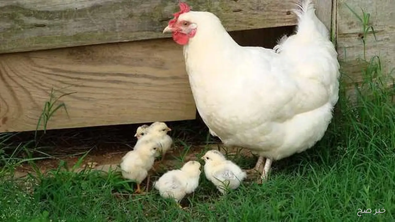 استقرار بورصة الدواجن اليوم أسعار الفراخ البيضاء بتاريخ 19 اكتوبر 2025 في بداية التعاملات