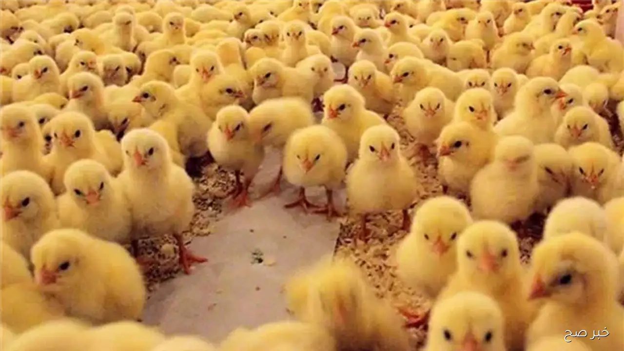 عمر يوم بكام؟.. سعر الكتكوت الابيض اليوم الخميس 9 اكتوبر 2025 في الاسواق المحلية بمنتصف التعاملات