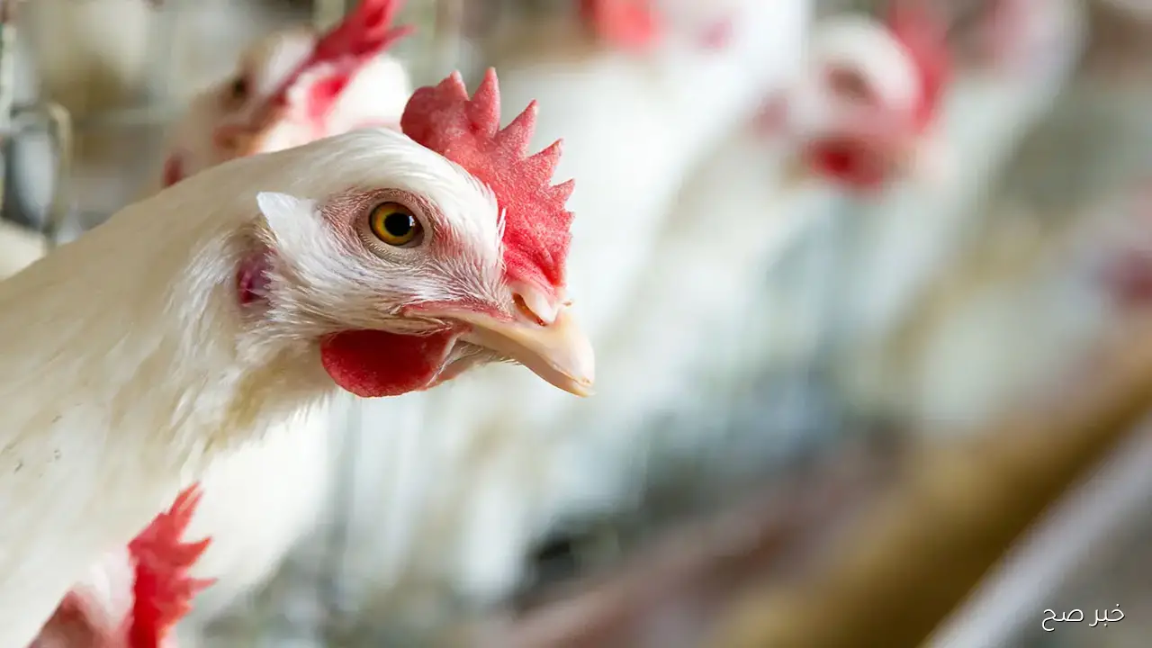 «تراجع جديد».. سعر الفراخ البيضاء اليوم الثلاثاء 21-10-2025 للمستهلك في مصر