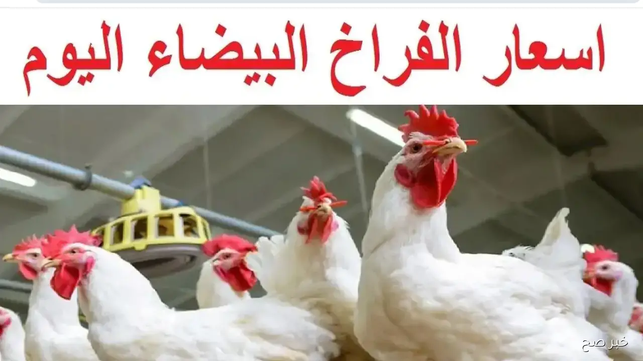 أسعار الفراخ البيضاء تقفز مجددا في بورصة الدواجن اليوم.. هل يستمر الارتفاع؟